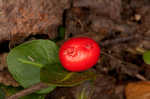 Partridgeberry